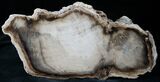 Petrified Cherry Wood End Cut - McDermitt, OR #13989-1